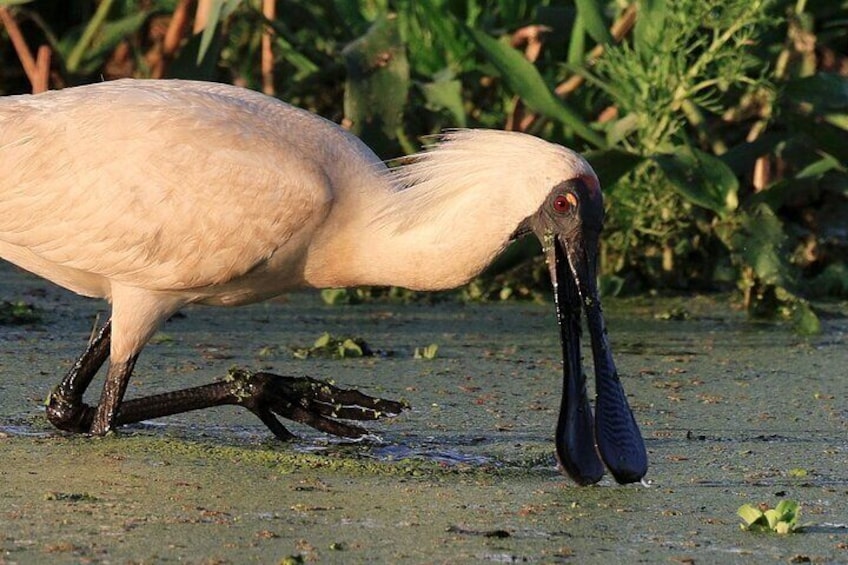 Darwin: Evening tour to Fogg Dam Wetlands and Humpty Doo Hotel