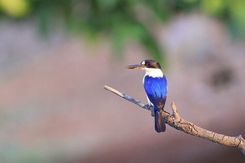 Darwin: Evening tour to Fogg Dam Wetlands and Humpty Doo Hotel