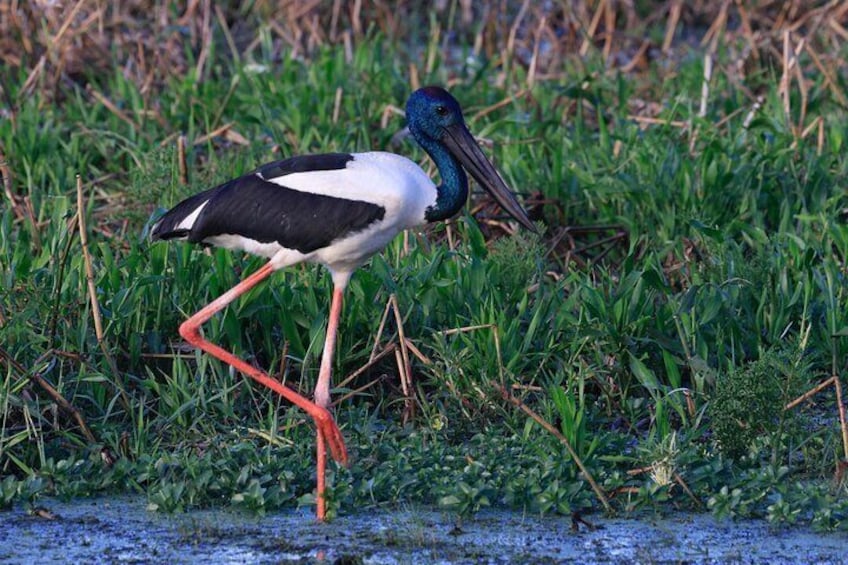 Darwin: Evening tour to Fogg Dam Wetlands and Humpty Doo Hotel