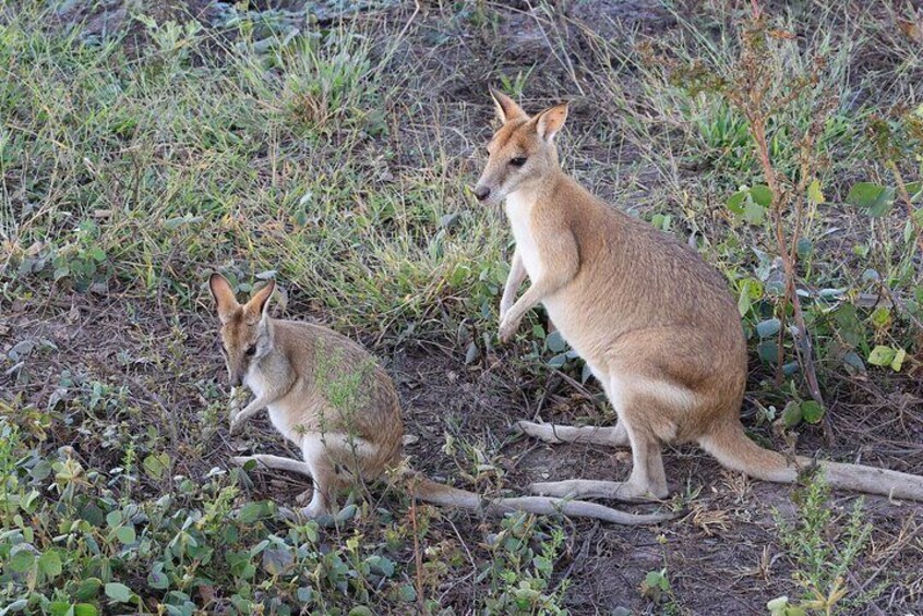 Darwin: Evening tour to Fogg Dam Wetlands and Humpty Doo Hotel