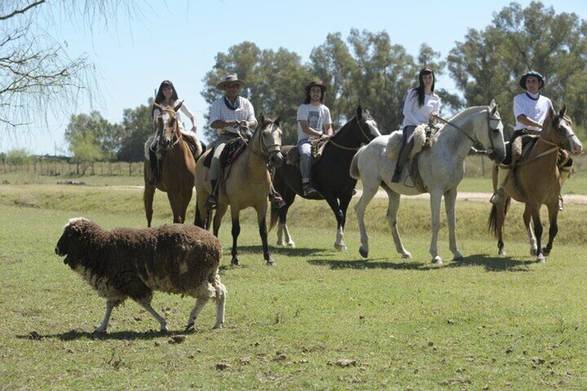 Horse riding in the Pampas