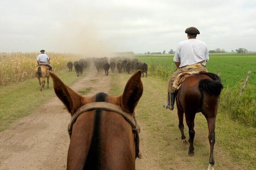 Horse riding in the pampas