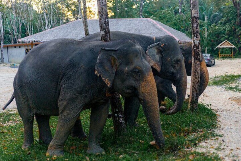 Ethical Elephant Sanctuary Tour, Walk, and Lunch