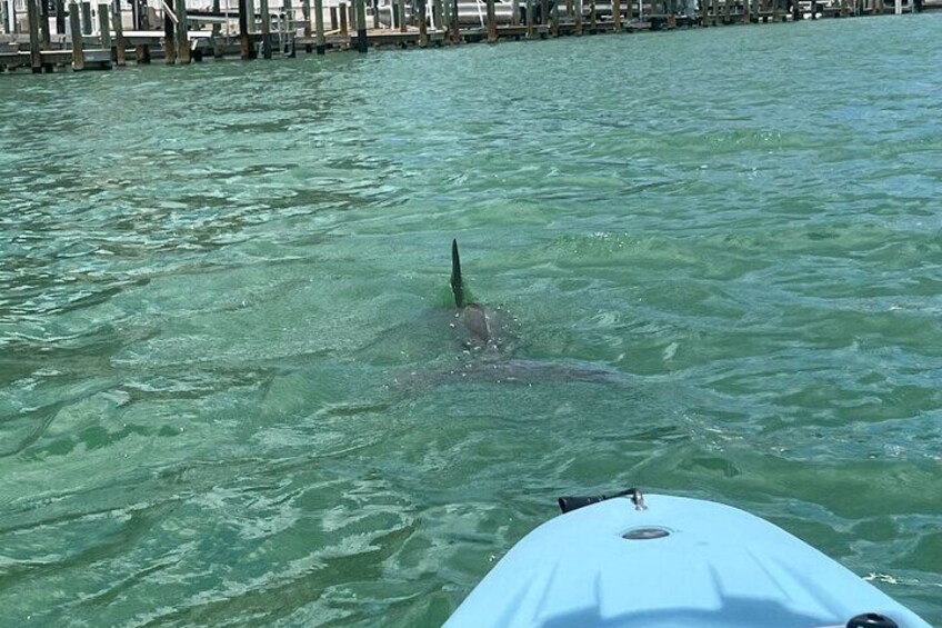 Search For Dolphins and Manatee Sightings