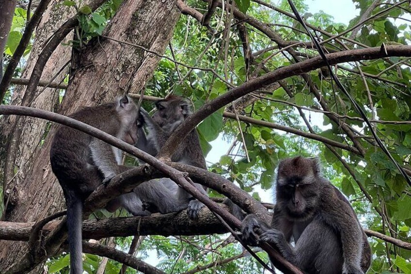 Monkeys come down from the hillside along the Red River twice daily to snack on the bananas offered by friendly passersby.