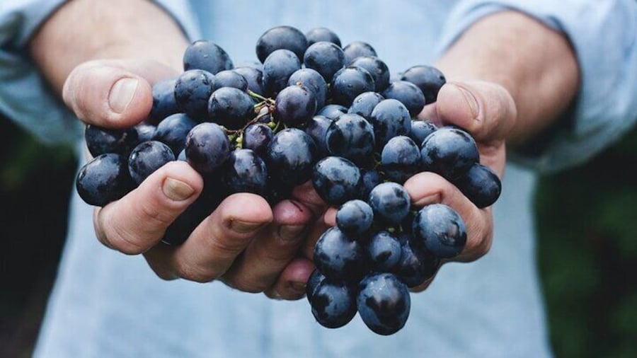 Casablanca Private Wine Tour 3 Wineries with Lunch from Santiago