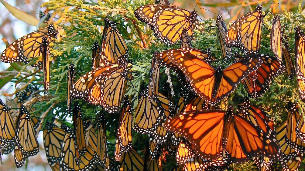 Monarch Butterfly Sanctuary Tour 