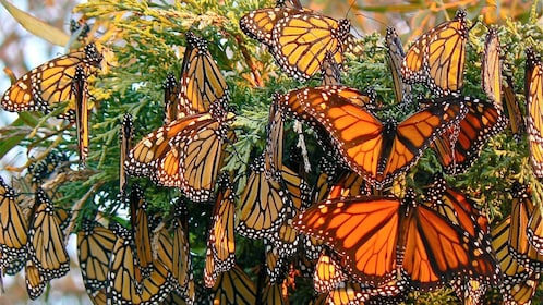 Why are Monarch Butterfly Sanctuary Workers Being Murdered in Mexico? 73a717cf-f577-4eda-9811-acb6d6fd2d78