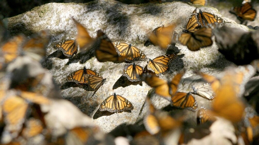 Close view of the Private Monarch Butterfly Sanctuary Tour from Mexico City