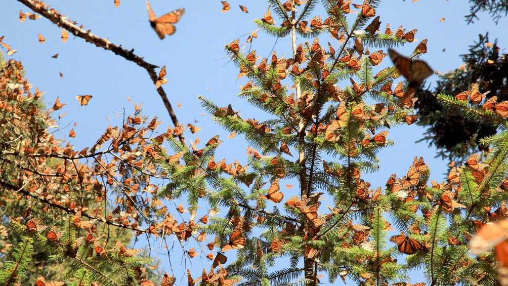 Private Monarch Butterfly Sanctuary Tour from Mexico City