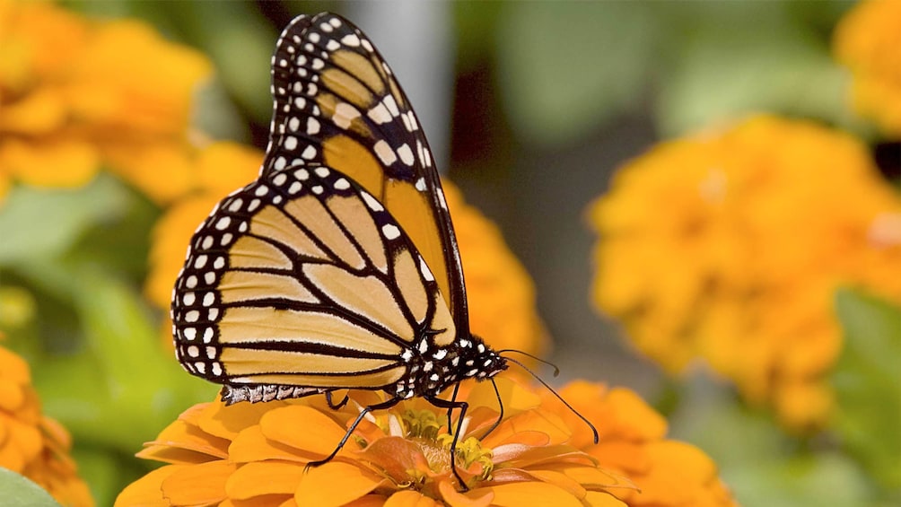 Close up of a butterfly on the Monarch Butterfly Sanctuary Tour