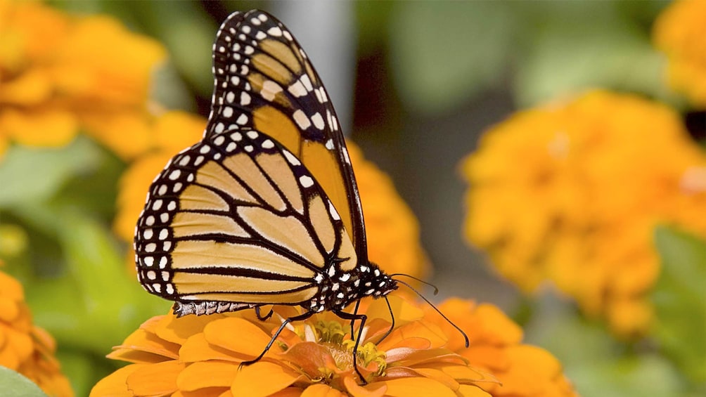 Close up of a butterfly on the Monarch Butterfly Sanctuary Tour 