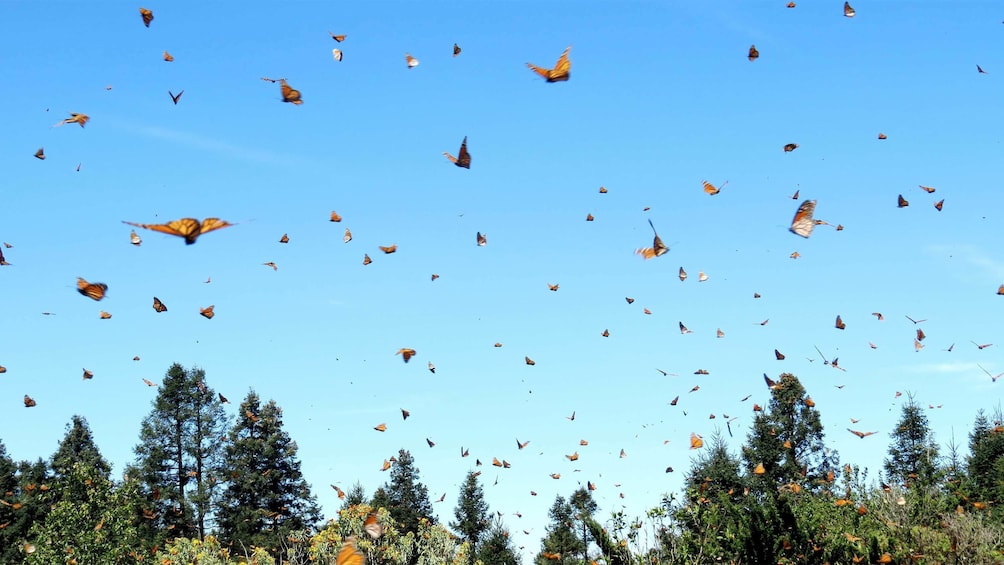 Stunning butterflies flying everywhere on the Monarch Butterfly Sanctuary Tour  