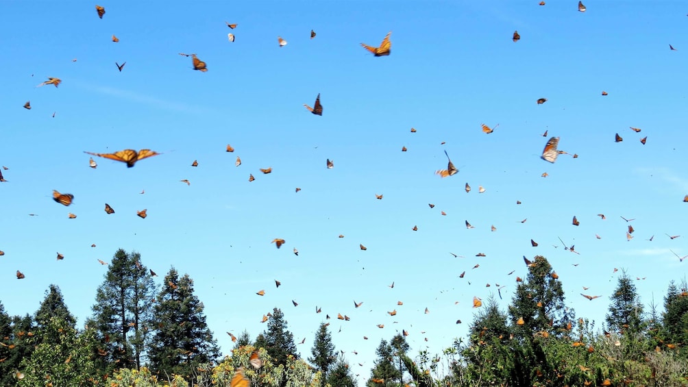 Stunning butterflies flying everywhere on the Monarch Butterfly Sanctuary Tour