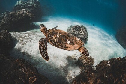 Two Stop Half-Day Snorkel Excursion in Maui
