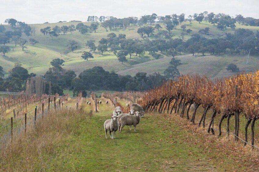 1 Hour Private Wine tasting at Ross Hill Wines in Orange NSW