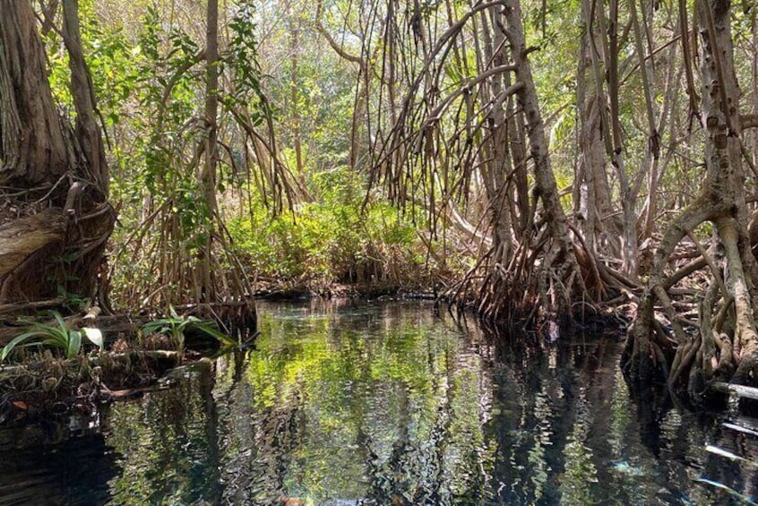 Full Day Guided Mangrove Bote Ride And Merida Beach Tour