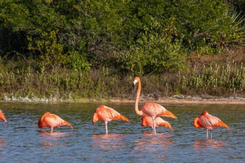 Full Day Guided Mangrove Bote Ride And Merida Beach Tour