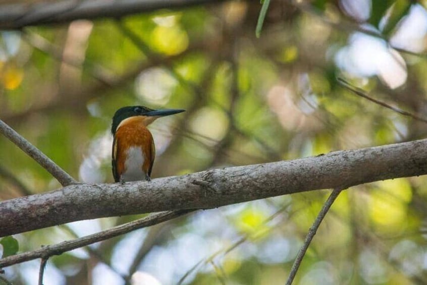 Full Day Guided Mangrove Bote Ride And Merida Beach Tour