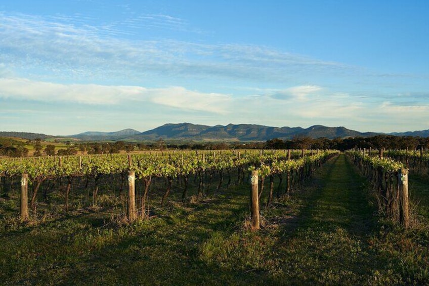 Canberra Murrumbateman Winery Expedition: Full Day