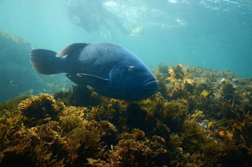 Non Swimmers Discovery Tour ocean 