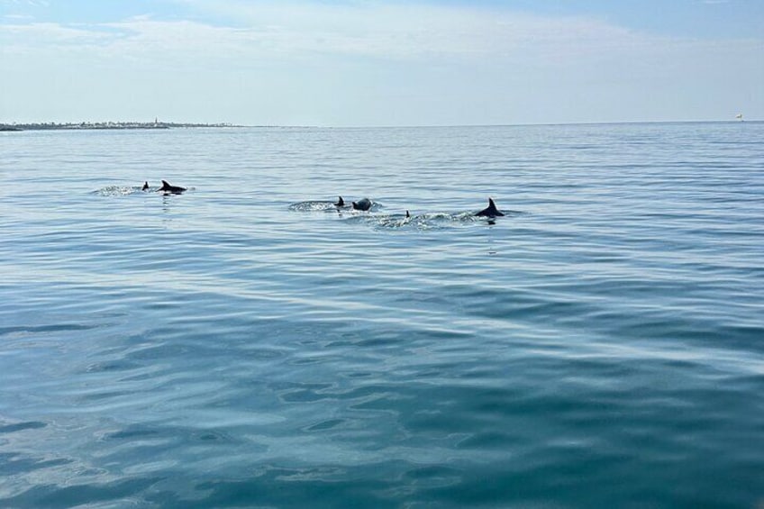 Private Dolphin and Shell Island Excursion in Panama Beach