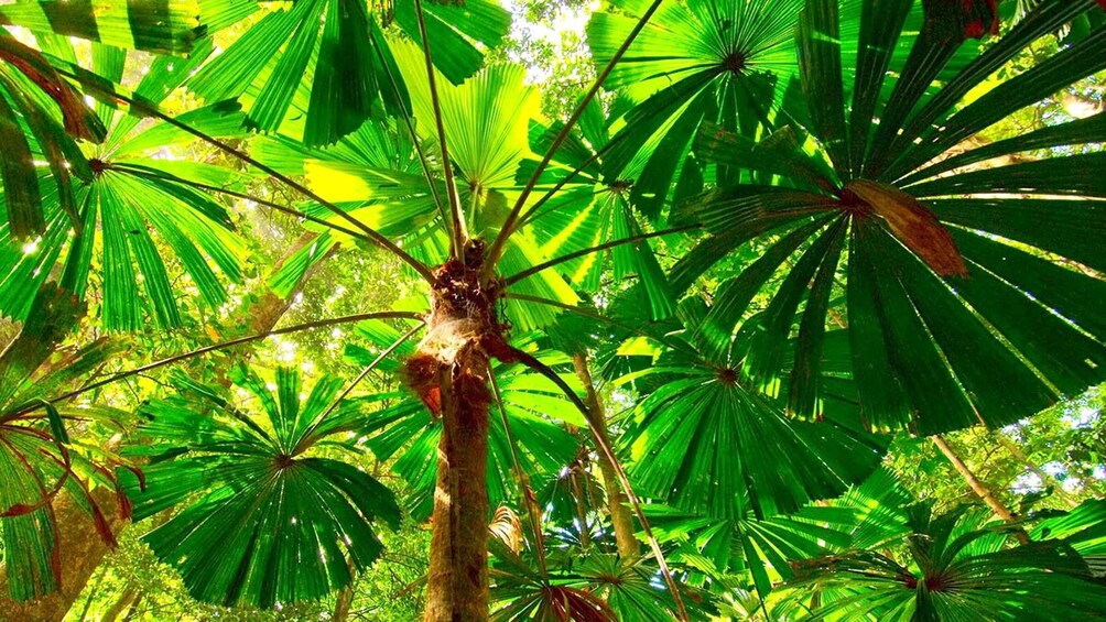 Picture 4 for Activity Cairns: Daintree, Mossman Gorge, & Cape Tribulation Day Trip