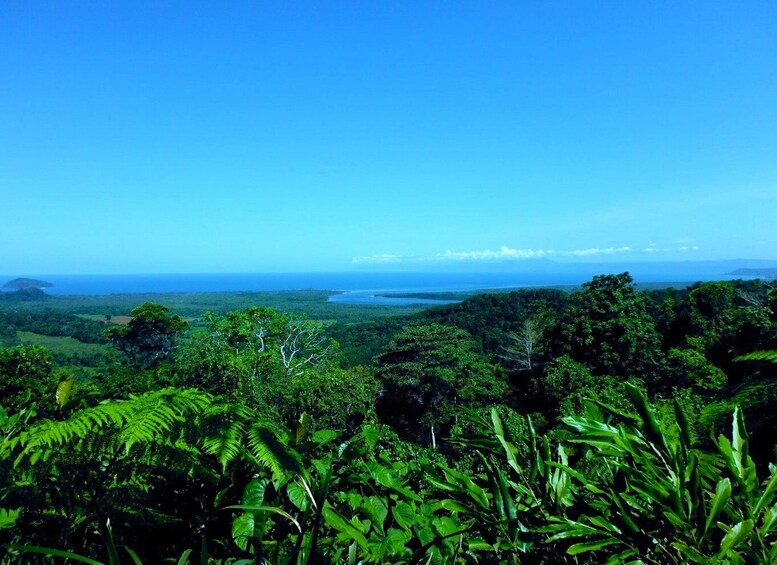 Picture 1 for Activity Cairns: Daintree, Mossman Gorge, & Cape Tribulation Day Trip