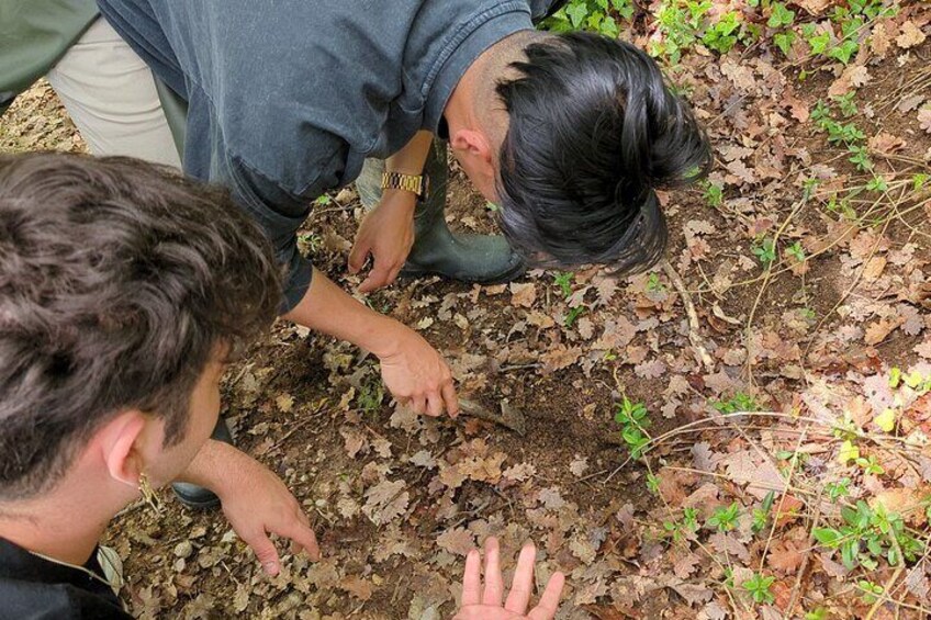  2 hours Private Activity - Truffle hunting in Assisi