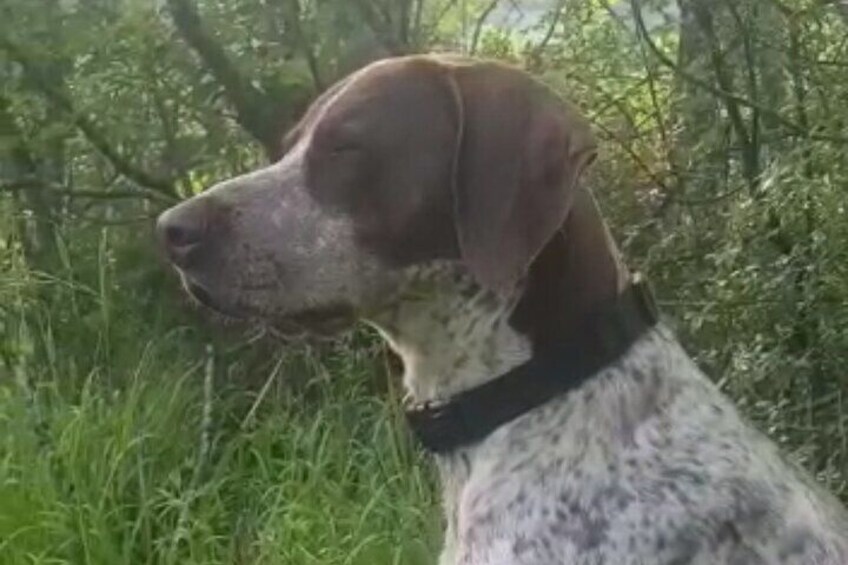  2 hours Private Activity - Truffle hunting in Assisi