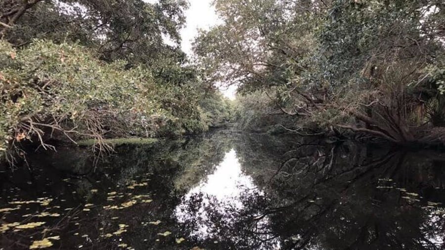 Beautiful Bayou