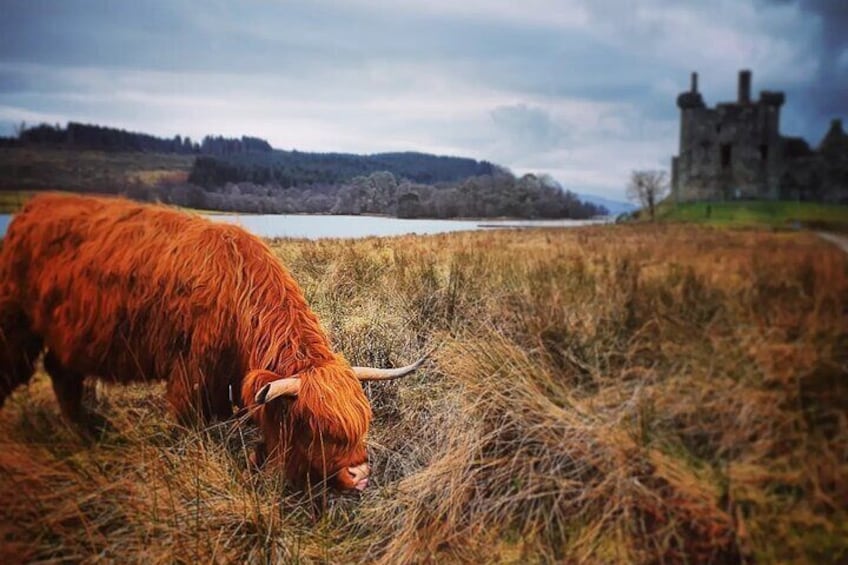A Highland Cow at Kilchurn Castle