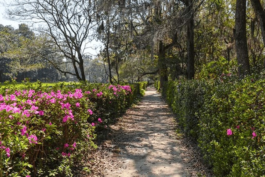 Picture 6 for Activity Middleton Place Plantation Tour