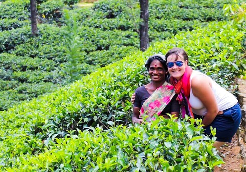 Picture 8 for Activity 2 Days -Kandy and Nuwara Eliya Tour from Colombo