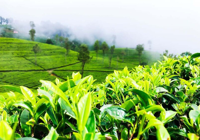 Picture 4 for Activity Explore Countryside of Nuwara Eliya by Tuk-Tuk