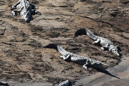 Crocodile and Bird Watching by boat on the Tárcoles River