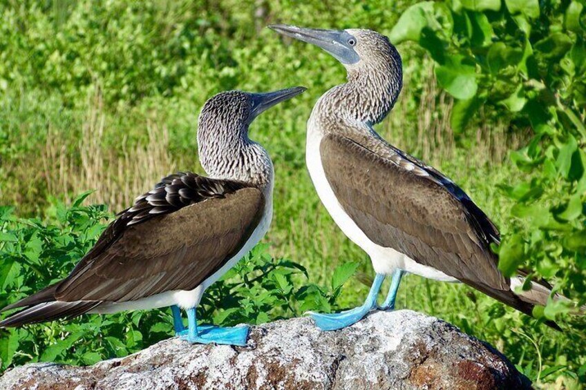 Blue Footed Boobies.
