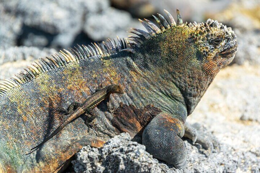 In the face of adversity, the marine iguanas endure, carving a niche as masters of survival in the Galapagos archipelago.