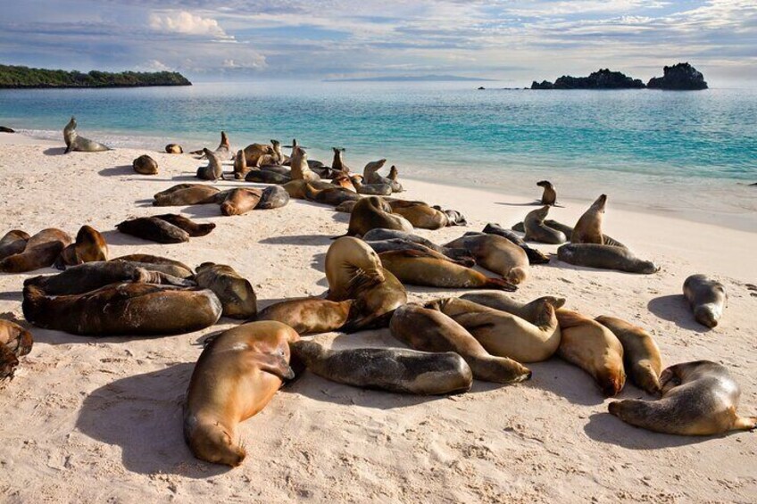 Galapagos Sea Lions everywhere!