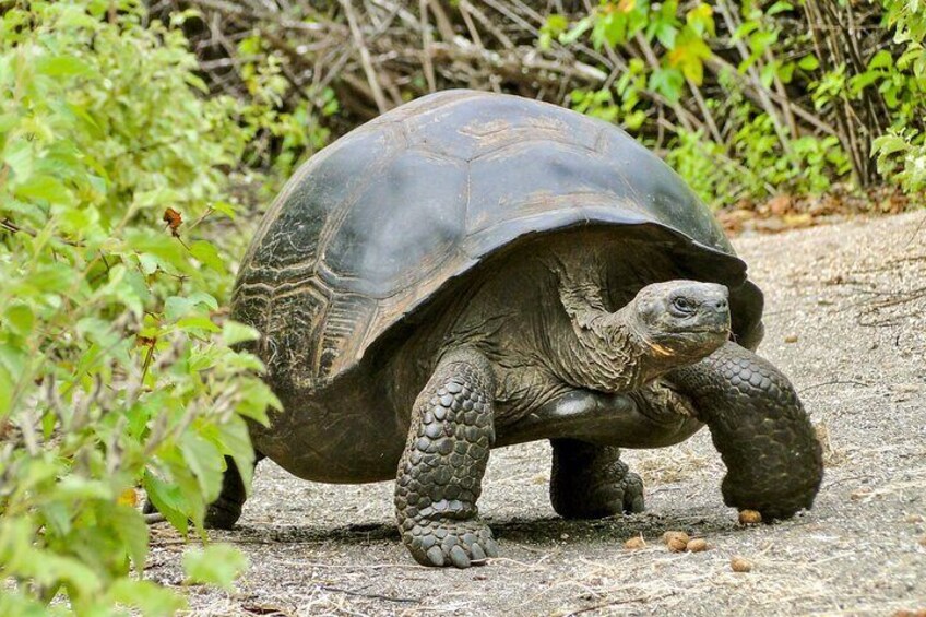 The Majestic Giant Galapagos Tortoise.