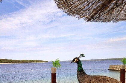 NP Brijuni Island Swimming & Dolphin Watching Sunset Cruise