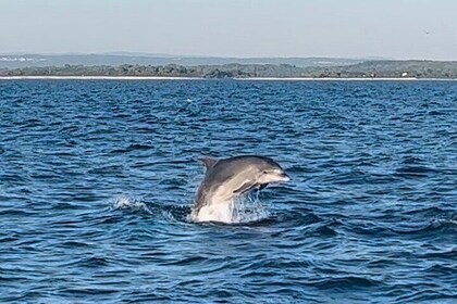 National Park Brijuni Tour from Pula with Dolphins, Sunset&Dinner