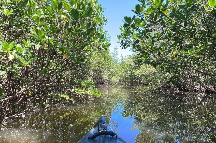 2- Hour Jungle Tour at Prehistoric Preserve Site in Fort Pierce