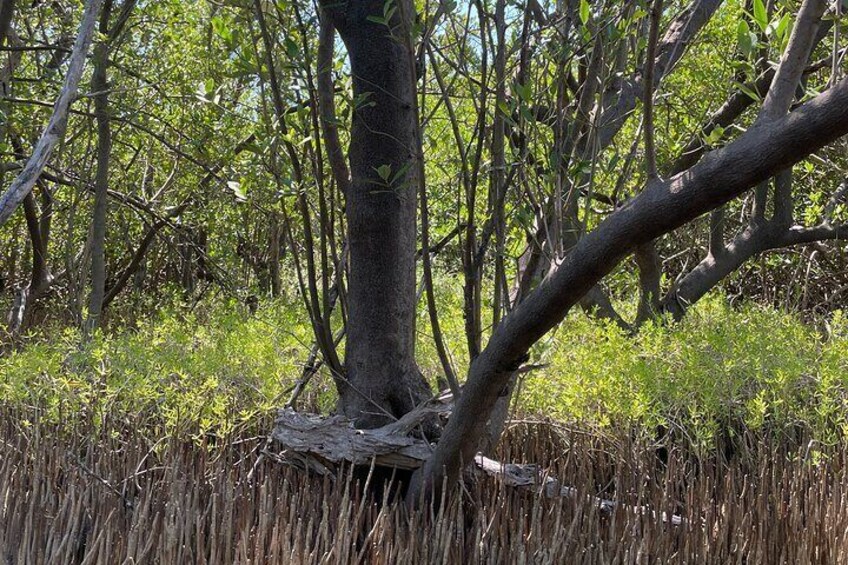 2- Hour Jungle Tour at Prehistoric Preserve Site in Fort Pierce