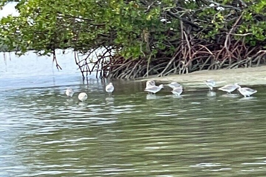 3-Hour Mangrove Island and Dolphin Watch Sandbar from Fort Pierce