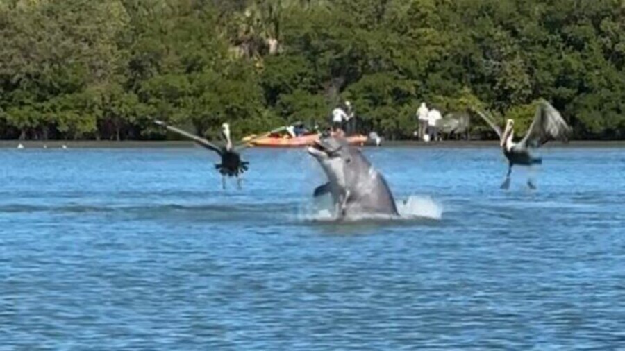 4-Hour Mangrove Island and Dolphin Watch Sandbar in Fort Pierce