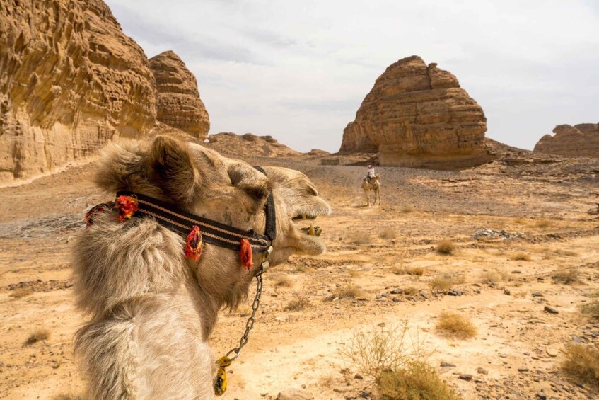 Picture 6 for Activity Agadir: Sunset Camel Ride - Flamingo River