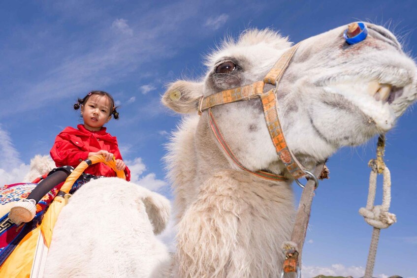 Picture 4 for Activity Agadir: Sunset Camel Ride - Flamingo River