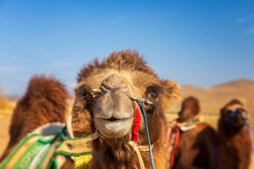 Picture 2 for Activity Agadir: Sunset Camel Ride - Flamingo River