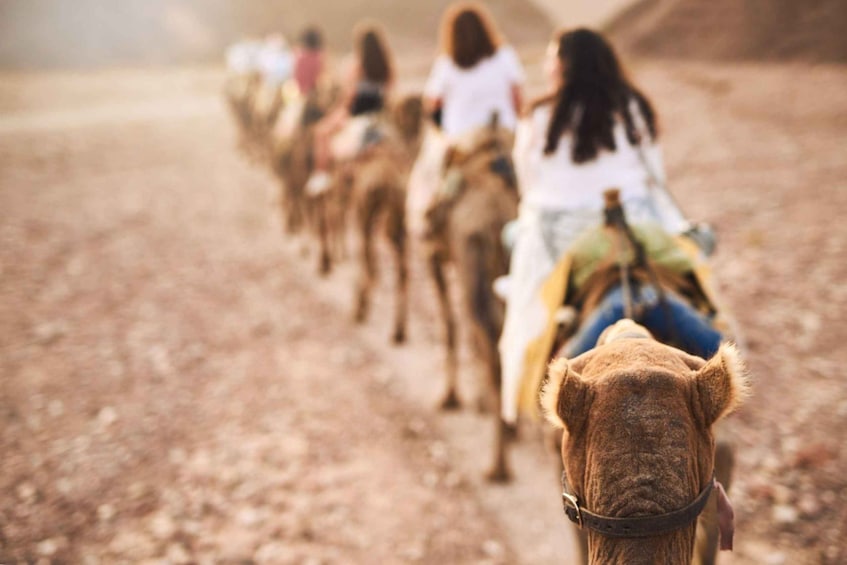 Agadir: Sunset Camel Ride - Flamingo River